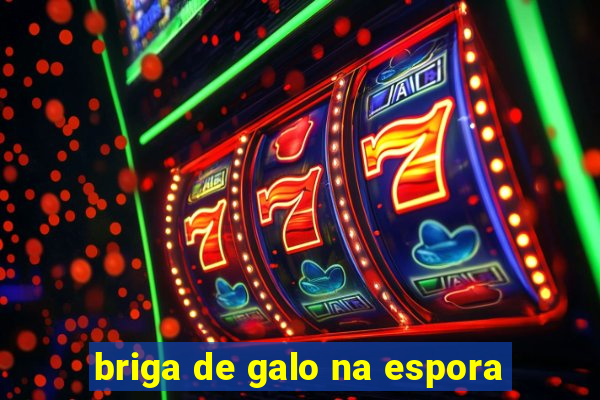 briga de galo na espora